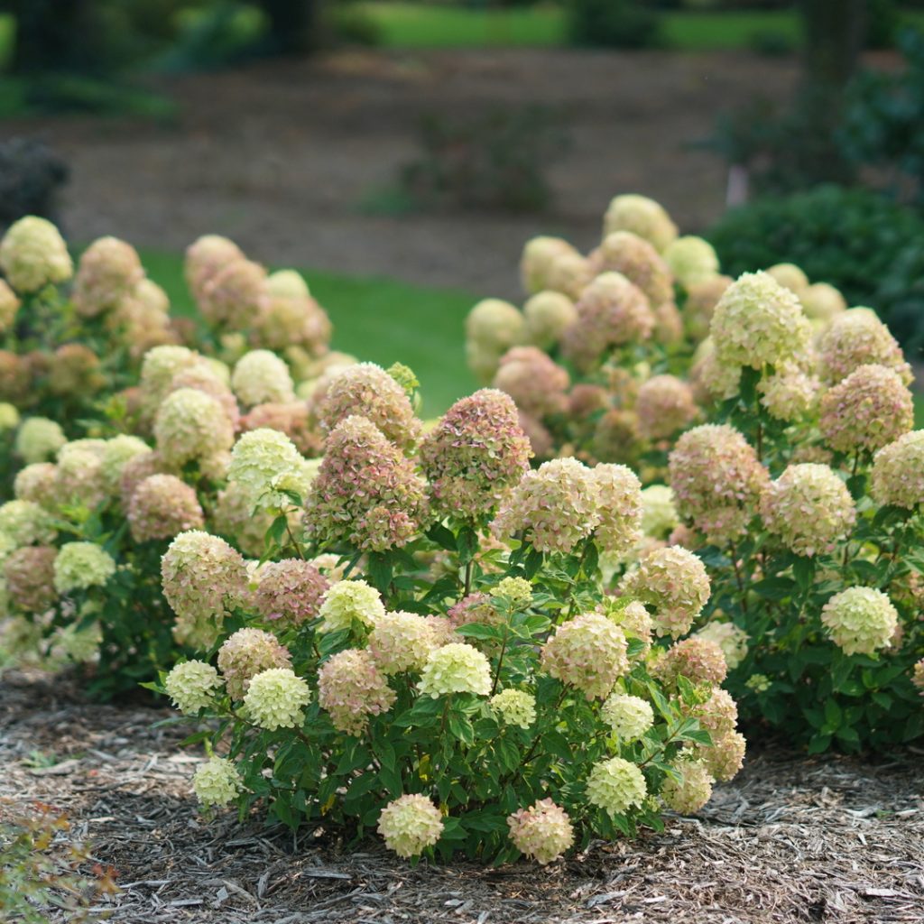 Little Limelight Hydrangea Hydrangea Paniculata Limelight Little Limelight Hydrangea Hydrangea Paniculata Limelight
